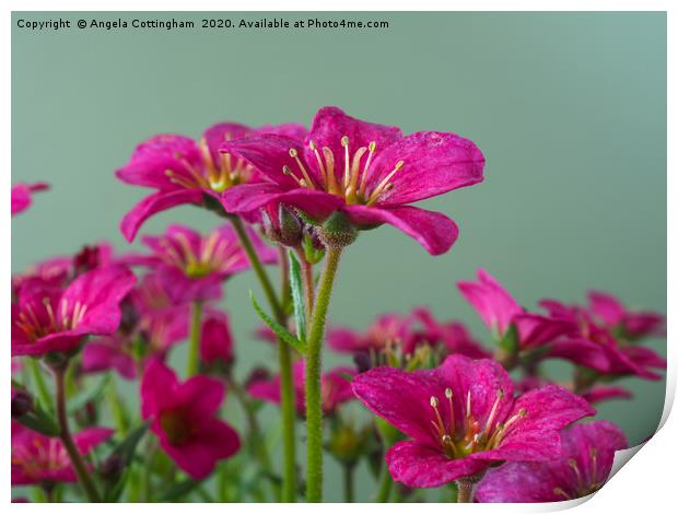 Saxifrage  Print by Angela Cottingham