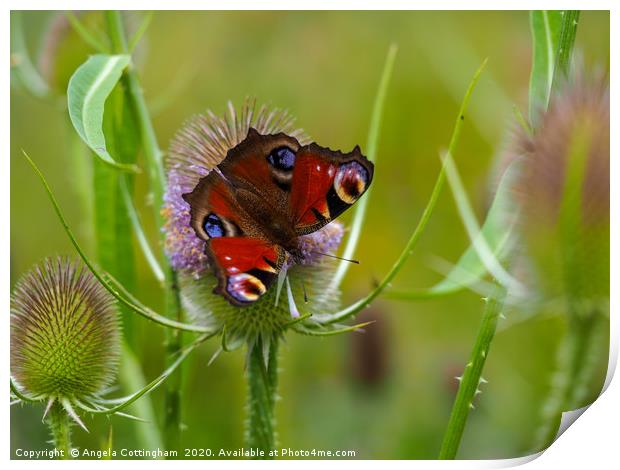 Peacock Butterfly on a Teasel Flower Print by Angela Cottingham