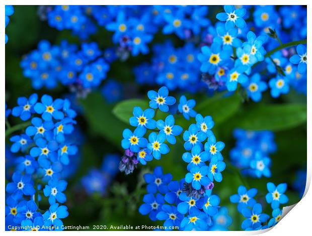Forget-me-not Flowers Print by Angela Cottingham