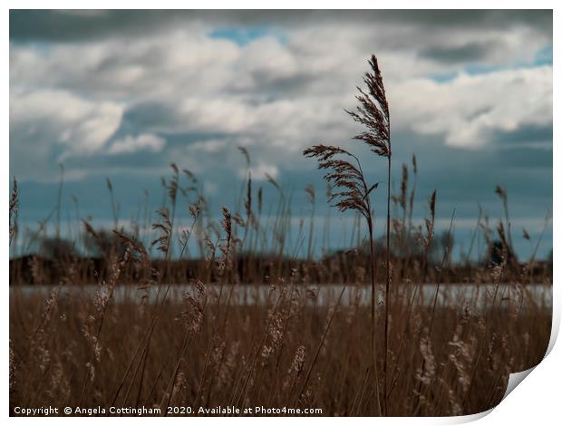 Reeds at Wheldrake Print by Angela Cottingham