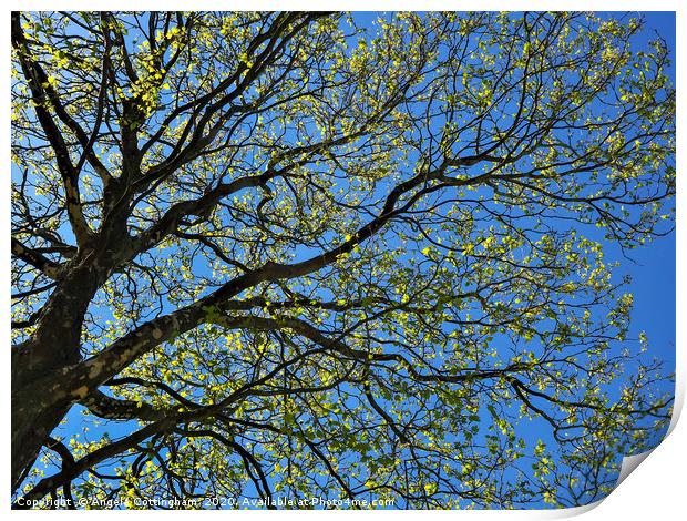Spring Sycamore Print by Angela Cottingham