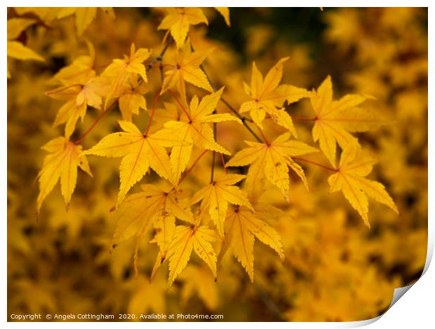 Yellow Leaves Print by Angela Cottingham