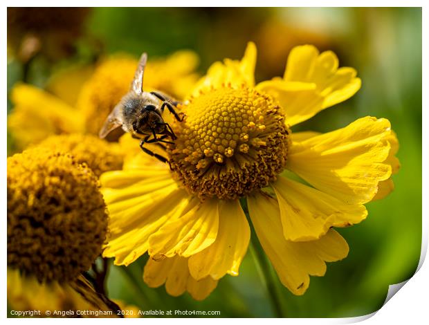Helenium and Honey Bee 2 Print by Angela Cottingham