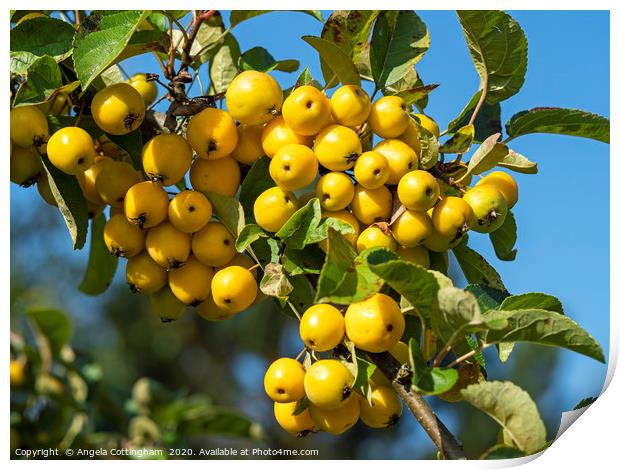 Yellow crab apples  Print by Angela Cottingham