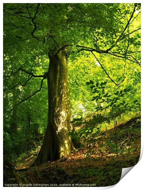 Shady Beech Tree Print by Angela Cottingham