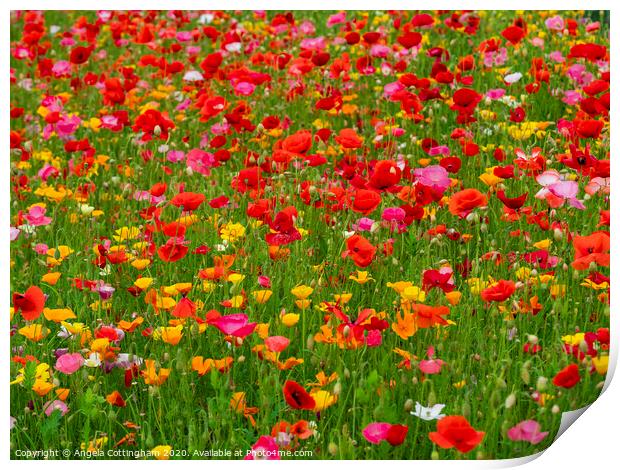 Colourful mixed poppies in a summer garden Print by Angela Cottingham