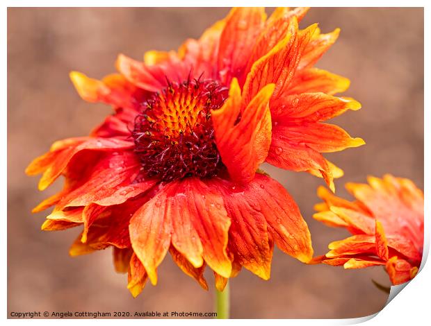 Blanket Flower Print by Angela Cottingham