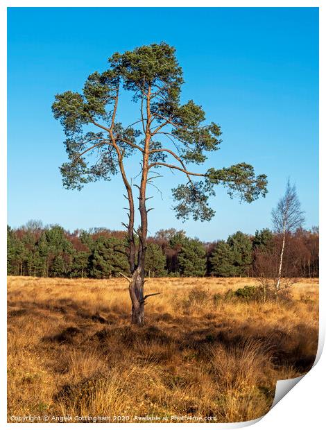 Pine Tree at Skipwith Common Print by Angela Cottingham