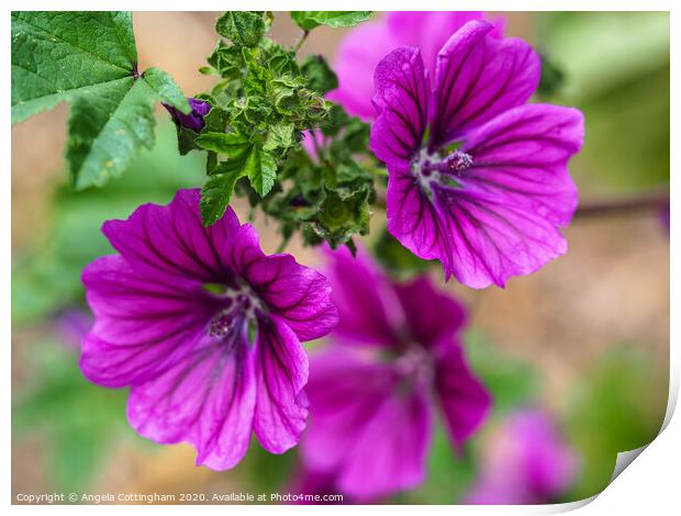 Purple Mallow Print by Angela Cottingham