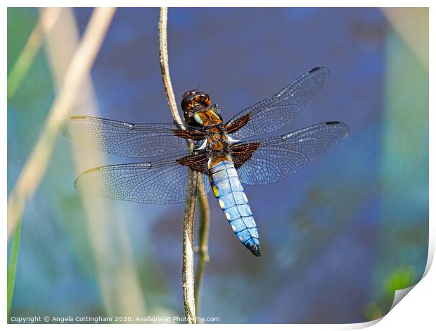 Broad-Bodied Chaser Print by Angela Cottingham