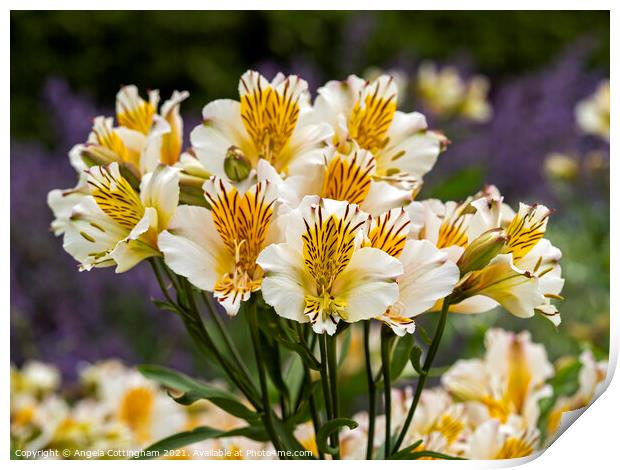 Lovely white and yellow Alstroemeria Peruvian lilies Print by Angela Cottingham