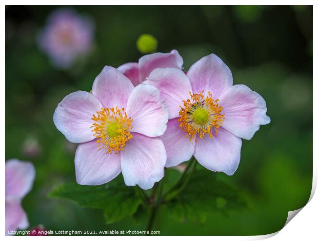 Two Little Anemones Print by Angela Cottingham
