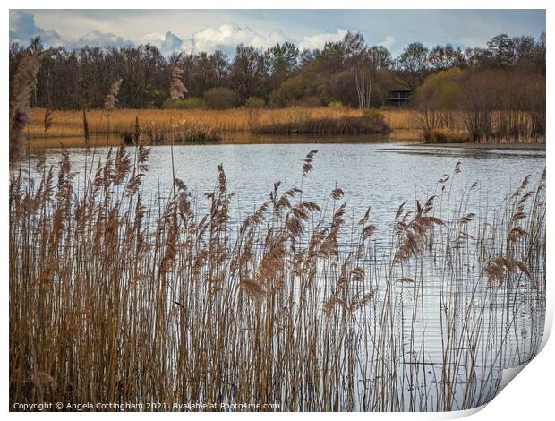 Reeds at Potteric Carr Print by Angela Cottingham