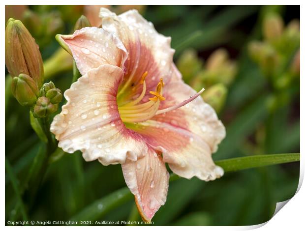 Daylily with Raindrops Print by Angela Cottingham