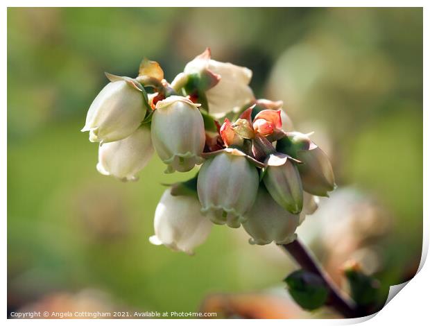 Little White Flowers Print by Angela Cottingham