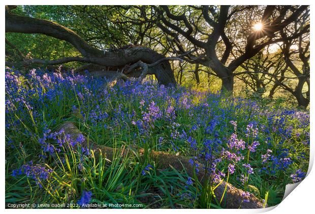 Sunset over bluebell woods near Roseberry Topping  Print by Lewis Gabell