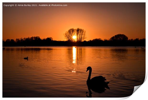 Swan at sunset  Print by Aimie Burley