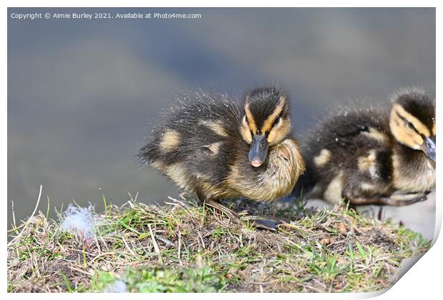 Duckling Print by Aimie Burley