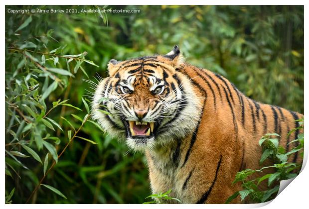 Sumatran tiger  Print by Aimie Burley