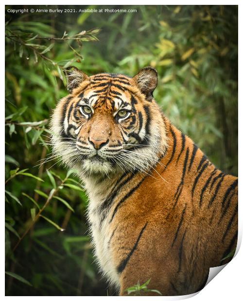 Tiger portrait  Print by Aimie Burley