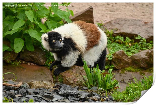 Lemur Print by Aimie Burley