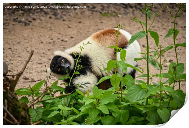 Lemur eating  Print by Aimie Burley
