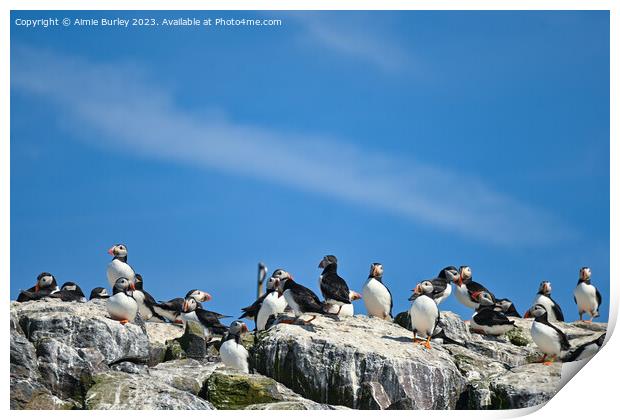 Flock of Puffins on Farne Islands Print by Aimie Burley