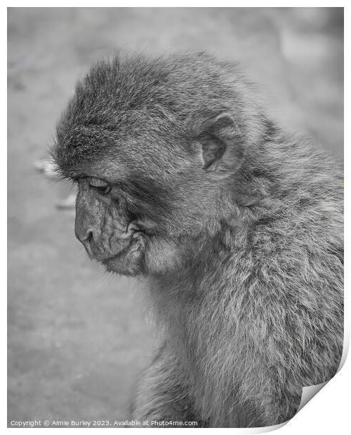 Intriguing Primate Portrait Print by Aimie Burley