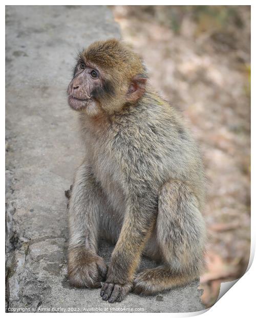 Barbary macaque Print by Aimie Burley
