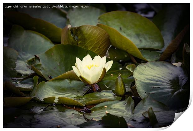 Waterlily Print by Aimie Burley