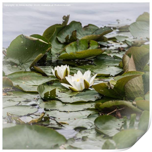 Waterlilies Print by Aimie Burley