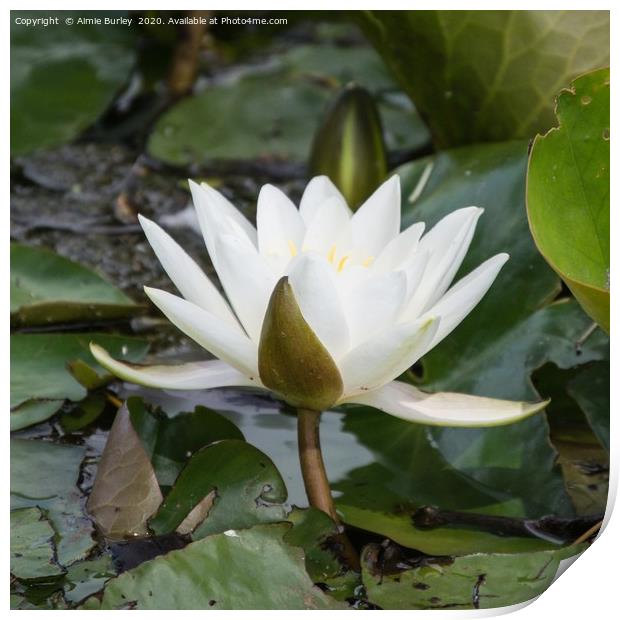 Waterlily Print by Aimie Burley