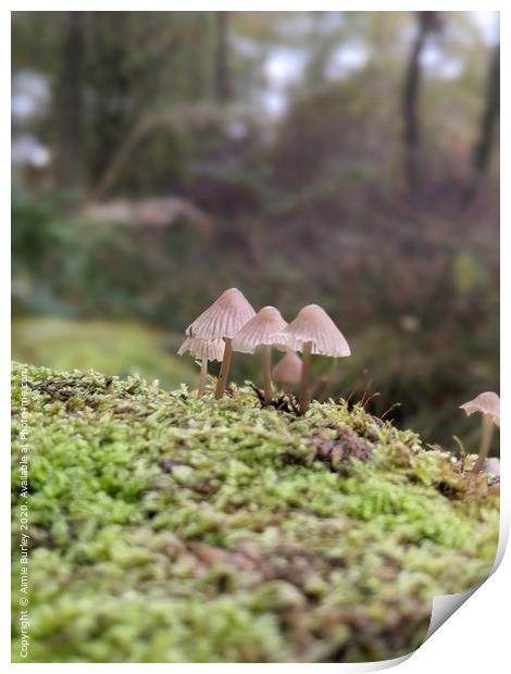 Mushroom Close up Print by Aimie Burley