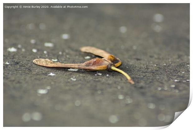 Sycamore seed  Print by Aimie Burley