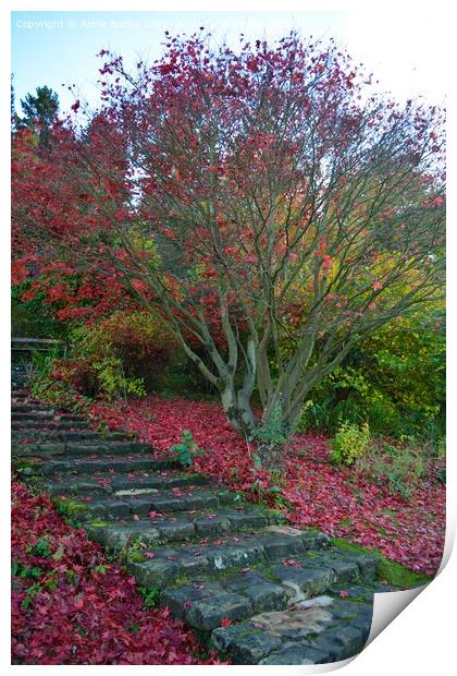 Autumn steps, Northumberland  Print by Aimie Burley