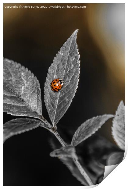 Scarlet Beauty Print by Aimie Burley