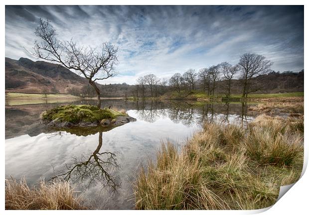 Tree reflections on Rydal Water Print by Ann Goodall
