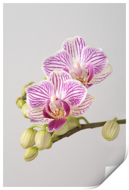 Orchid Phalaenopsis Print by Ann Goodall