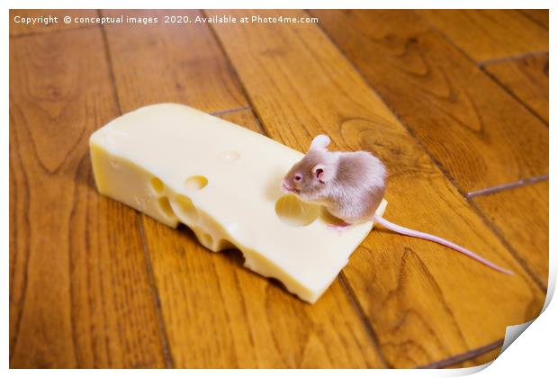 A mouse feeding on a piece of cheese Print by conceptual images