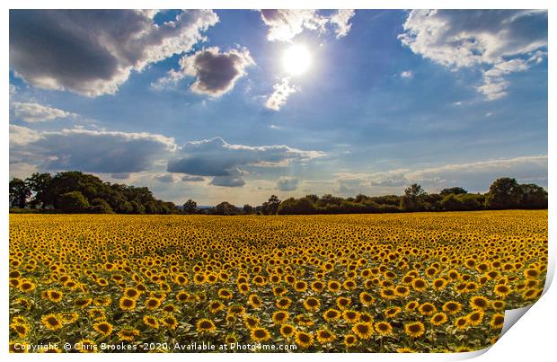 Sunflowers  Print by Chris Brookes