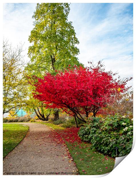 Japanese Maple tree in Cambridge Botanical Gardens Print by Chris Yaxley