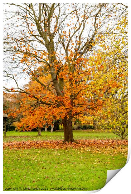 Bare tree in autumn in Cambridge Botanical Gardens Print by Chris Yaxley