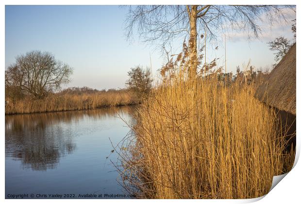 Golden Reeds on the river Print by Chris Yaxley