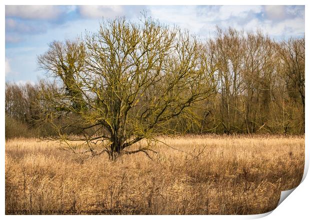 Winter landscape, Norfolk Print by Chris Yaxley