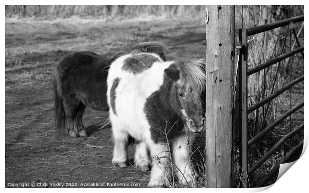 Shetland ponies in a paddock Print by Chris Yaxley