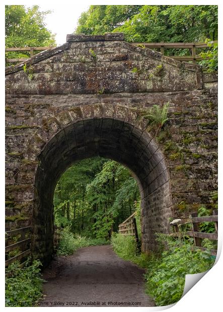 Entrance to Dunkeld hermitage and pine forest in Perthshire, Scotland Print by Chris Yaxley
