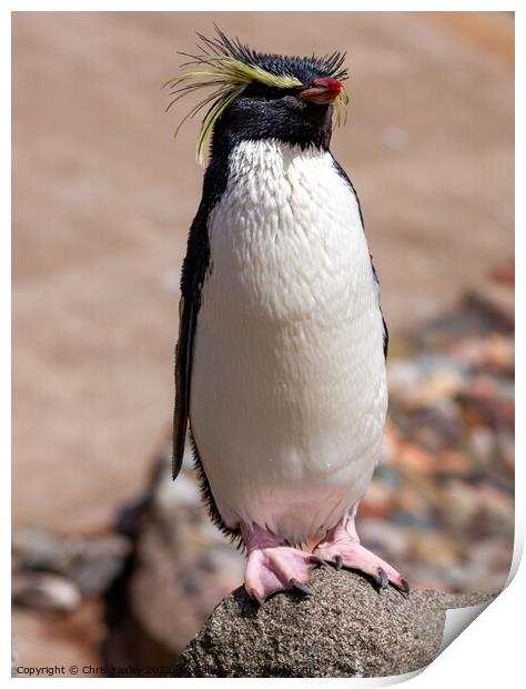 Rockhopper penguine Print by Chris Yaxley