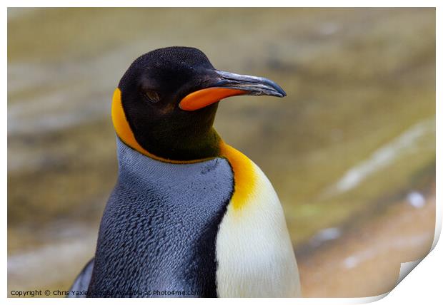 Emperor penguin Print by Chris Yaxley