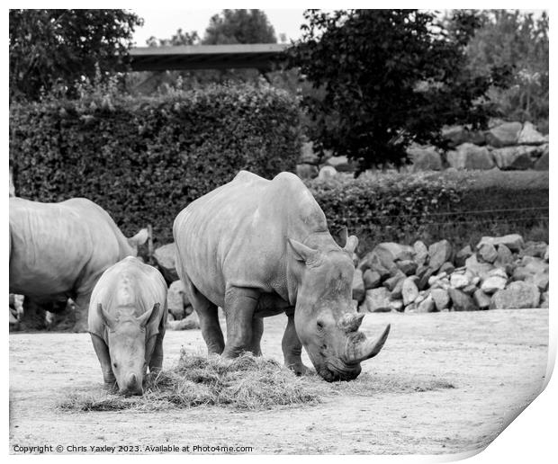 Mother and baby rhinoceros eating Print by Chris Yaxley