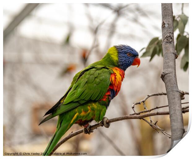 Rainbow lorikeet perched in a tree Print by Chris Yaxley